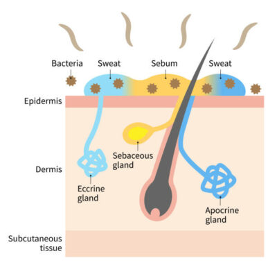 sweat reduction