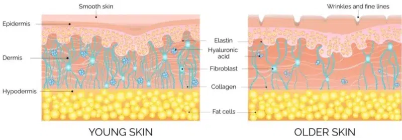 Young vs Older Skin | Bioscor International