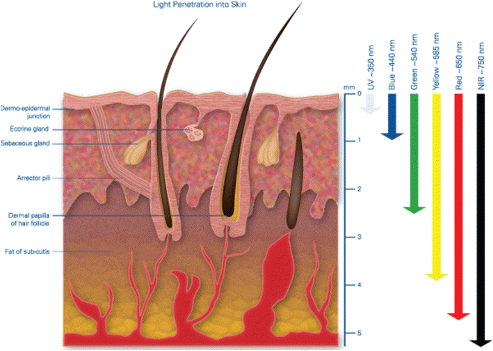 blog2 An Informative Guide on Exploring the Effects of LLLT in Hair Loss Treatment